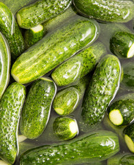 green cucumbers wash in water as a background