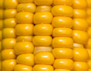 yellow corn kernels in the cob as a background