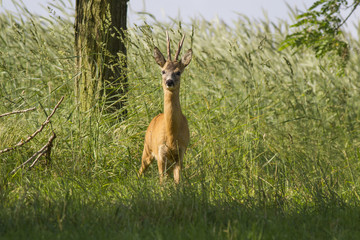  European roe deer (Capreolus capreolus)