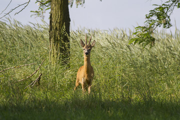  European roe deer (Capreolus capreolus)