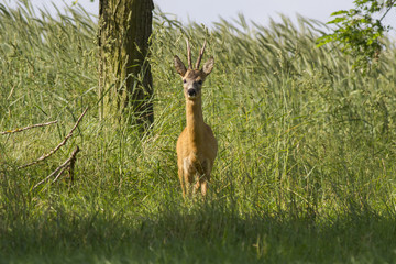  European roe deer (Capreolus capreolus)
