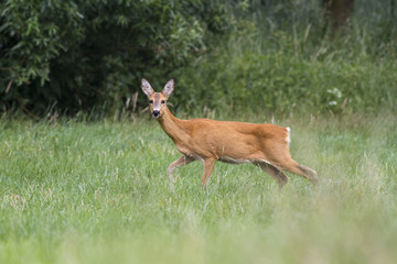  European roe deer (Capreolus capreolus)