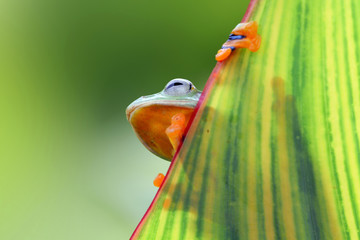 Tree frog, flying frog on leaves