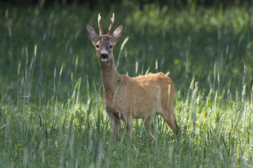  European roe deer (Capreolus capreolus)