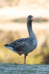 Oie sauvage dans une réserve naturelle du Bassin d'Arcachon (France)