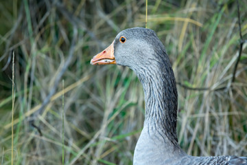 Oie sauvage dans une r&eacute;serve naturelle du Bassin d'Arcachon (France)