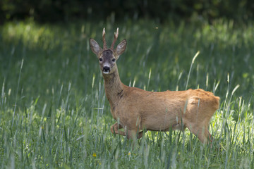  European roe deer (Capreolus capreolus)
