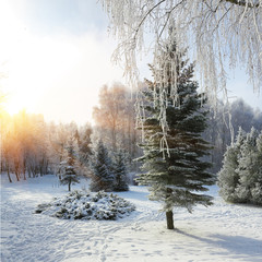 Fototapeta premium Snow-covered trees in the city park.
