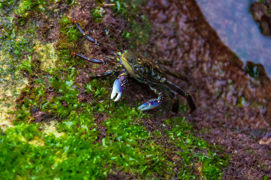 Shore crab close up