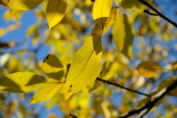 The English Autumn