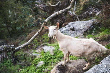 Portrait of a young female goat