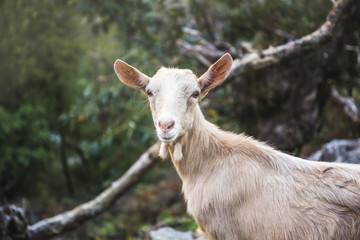 Portrait of a young female goat looking directly through the lens