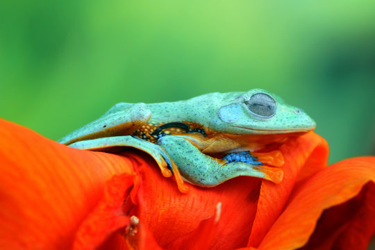 Tree frog, flying frog sleeping on flower