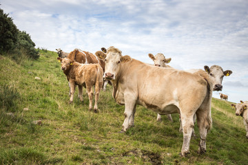 Irish calfs and cows