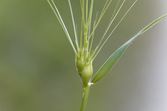 Ovate goatgrass (Aegilops geniculata)