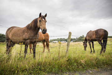 Fototapeta na wymiar Three brown horses on a field in the Donegal countryside, Ireland