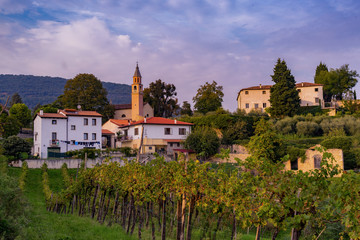 Fototapeta na wymiar Wein anbau in Italien 2017