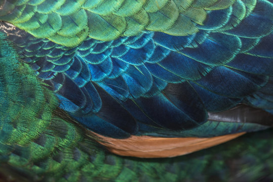 Closeup peacock feathers (Male Green peafowl)