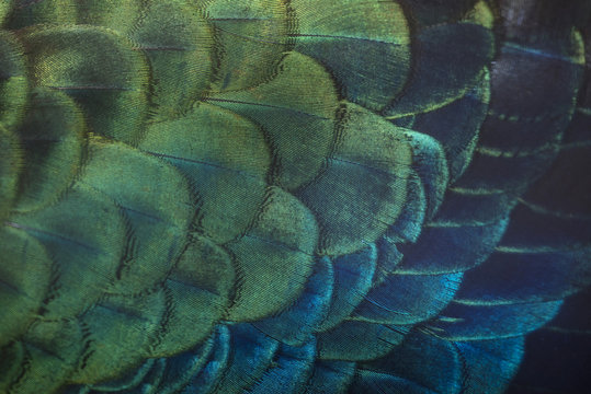 Closeup peacock feathers (Male Green peafowl)