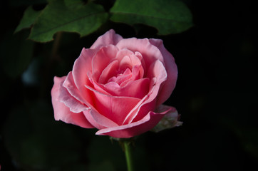  beautiful roses in the garden