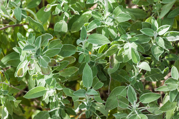 Close-up of salvia officinalis or common sage
