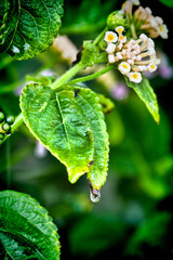 Right after the rain 2