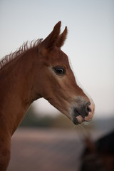 Mare with a foal on the pasture