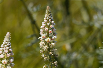 White mignonette (Reseda alba)