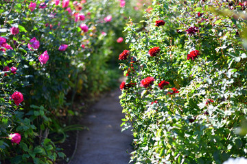 Fototapeta na wymiar autumn rose garden