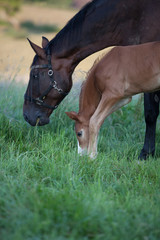 Mare with a foal on the pasture