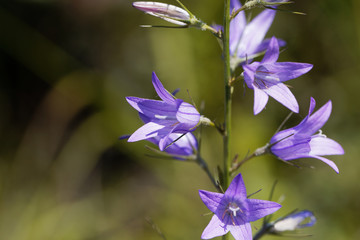 Rampion bellflower (Campanula rapunculus)