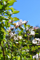 autumn rose garden