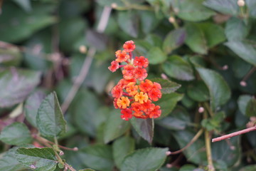 花