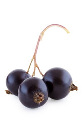 Three black currants isolated on white
