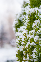 Green pine tree branch covered with white snow