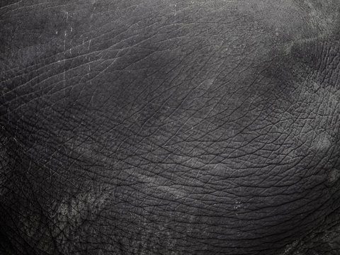  Elephant skin texture..