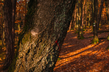 Obraz premium Wanderweg in der Pfalz