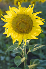 Obraz premium single sunflower with yellow petals in Ukraine