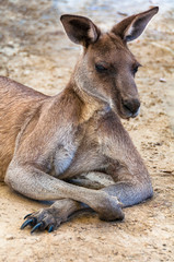 Australian kangaroo portrait