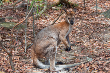 Naklejka na ściany i meble Australian wild red-necked wallaby