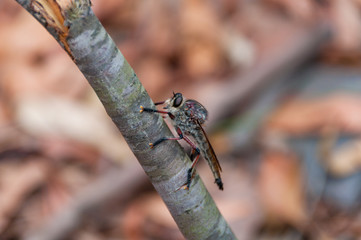 Dragonfly insect larvae close up