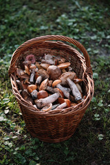 Delicious freshly picked wild mushrooms from the local forest: Bolete, russule, birch bolete and weeping bolete mushrooms in a wicker basket on a green grass