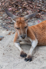 Australian wild Antilopine red kangaroo animal