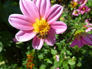 Obraz premium pinke Blüte mit Wespe