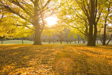 Fototapeta premium Winter park zachód słońca