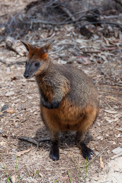 Australian native swamp wallaby wild animal