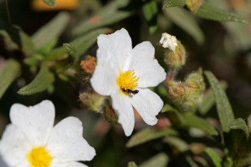 Obraz premium Montpellier cistus (Cistus monspeliensis)