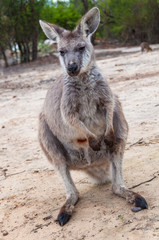 Australian Eastern Grey Kangaroo wildlife scene