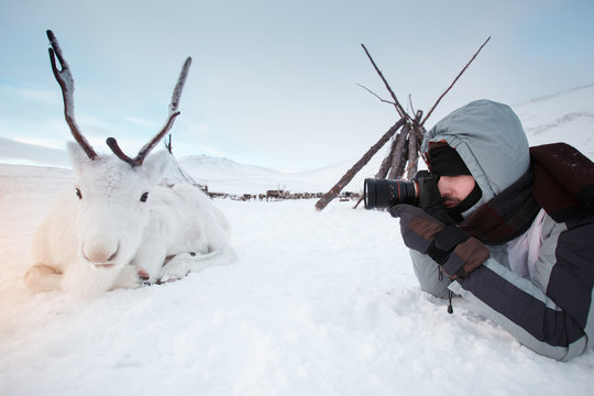 A young photographer shoots a white and cute deer lying on the snow. Very cold. Russia, Siberia, Yamal.