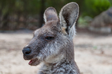 Australian kangaroo animal close up portrait